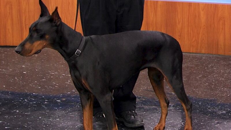 Take The Kids To The Dog Show This Saturday