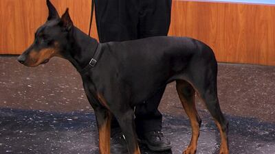 Take The Kids To The Dog Show This Saturday